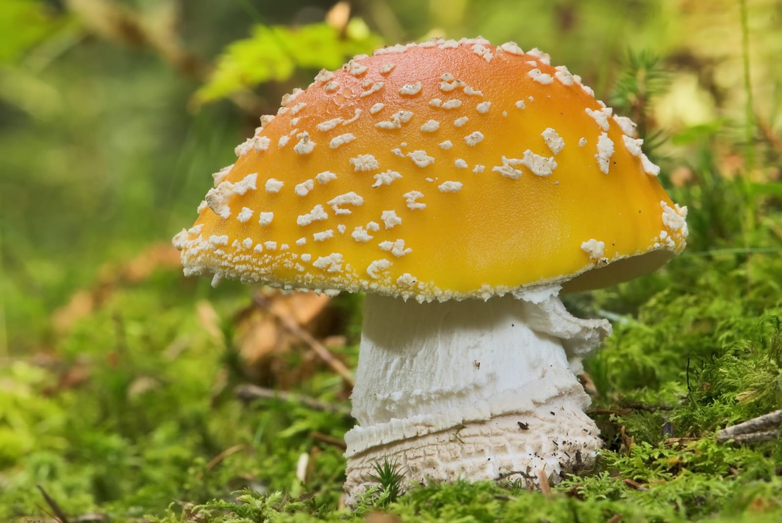 A fly agaric, Amanita muscaria, with a brilliant red cap flecked with white, growing in leaf litter.