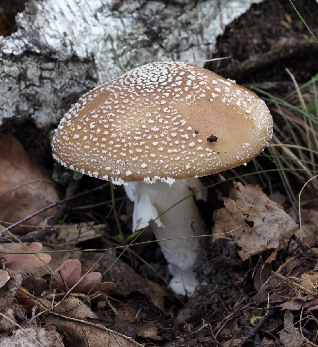 A brown-capped Amanita pantherina studded with white warts, with a ringed white stem.