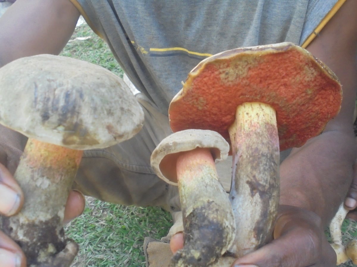 A bolete from the highlands of Papua New Guinea, collected in the Wahgi Valley.