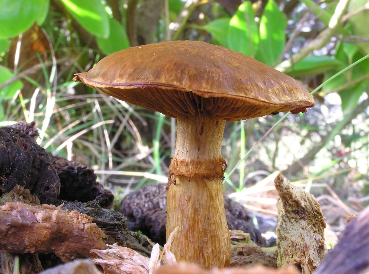 A dense cluster of large tawny-orange Gymnopilus junonius mushrooms at the base of a tree.