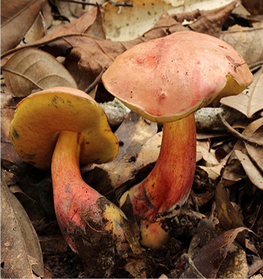 A Lanmaoa asiatica bolete — a pored, gill-less mushroom whose cut flesh bruises blue.