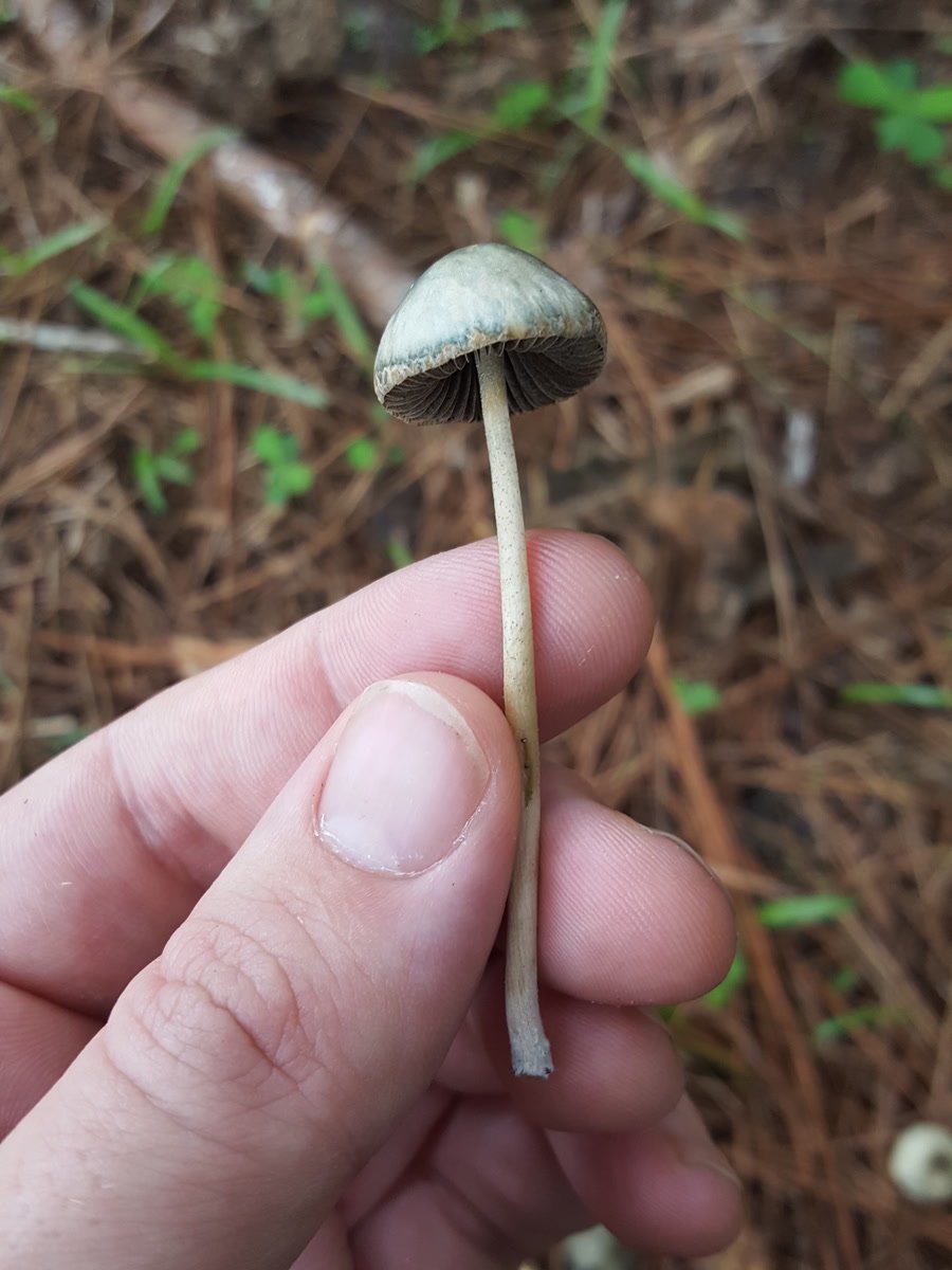 Slender grey-tan Panaeolus cyanescens mushrooms with thin caps, bruising blue.