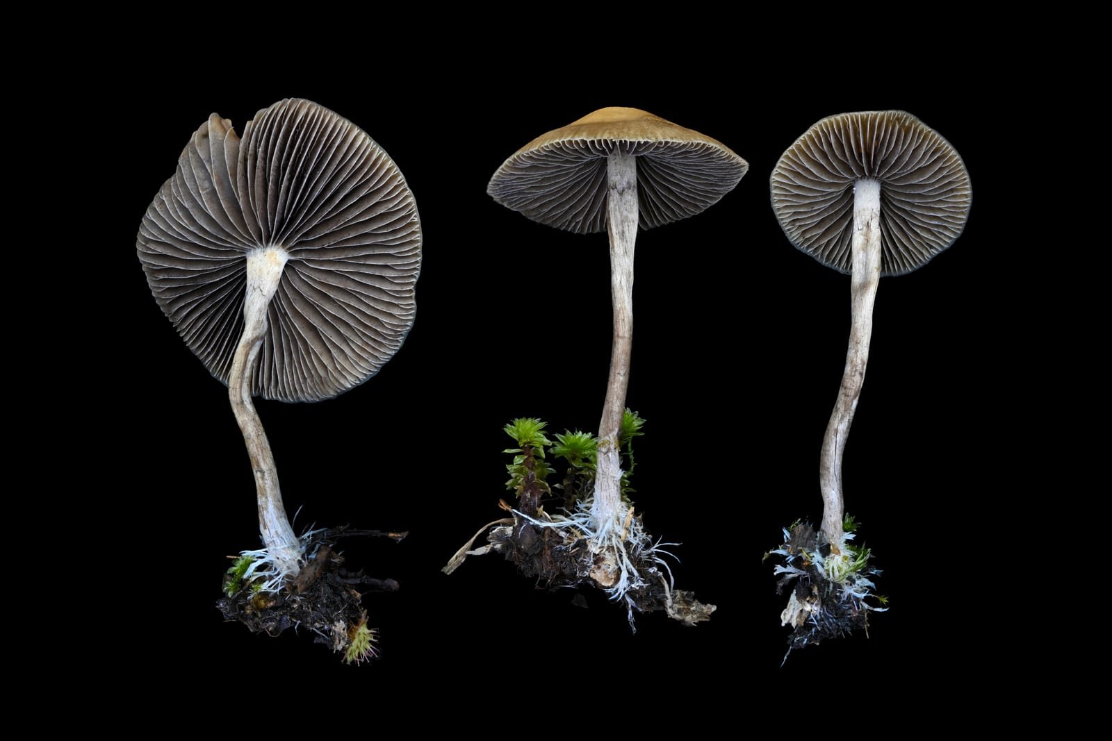 Psilocybe aztecorum mushrooms photographed against a black background, caps bruising blue.