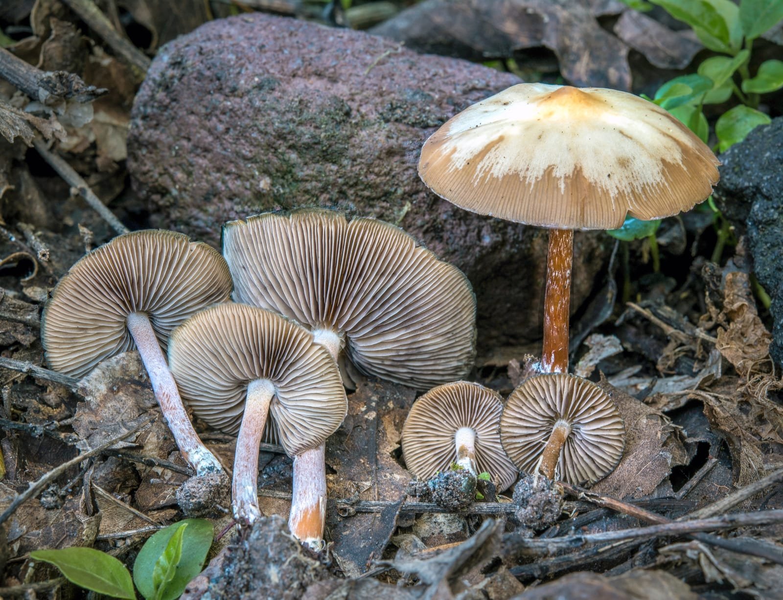 A brown Psilocybe caerulescens mushroom, the landslide mushroom, on bare disturbed earth.