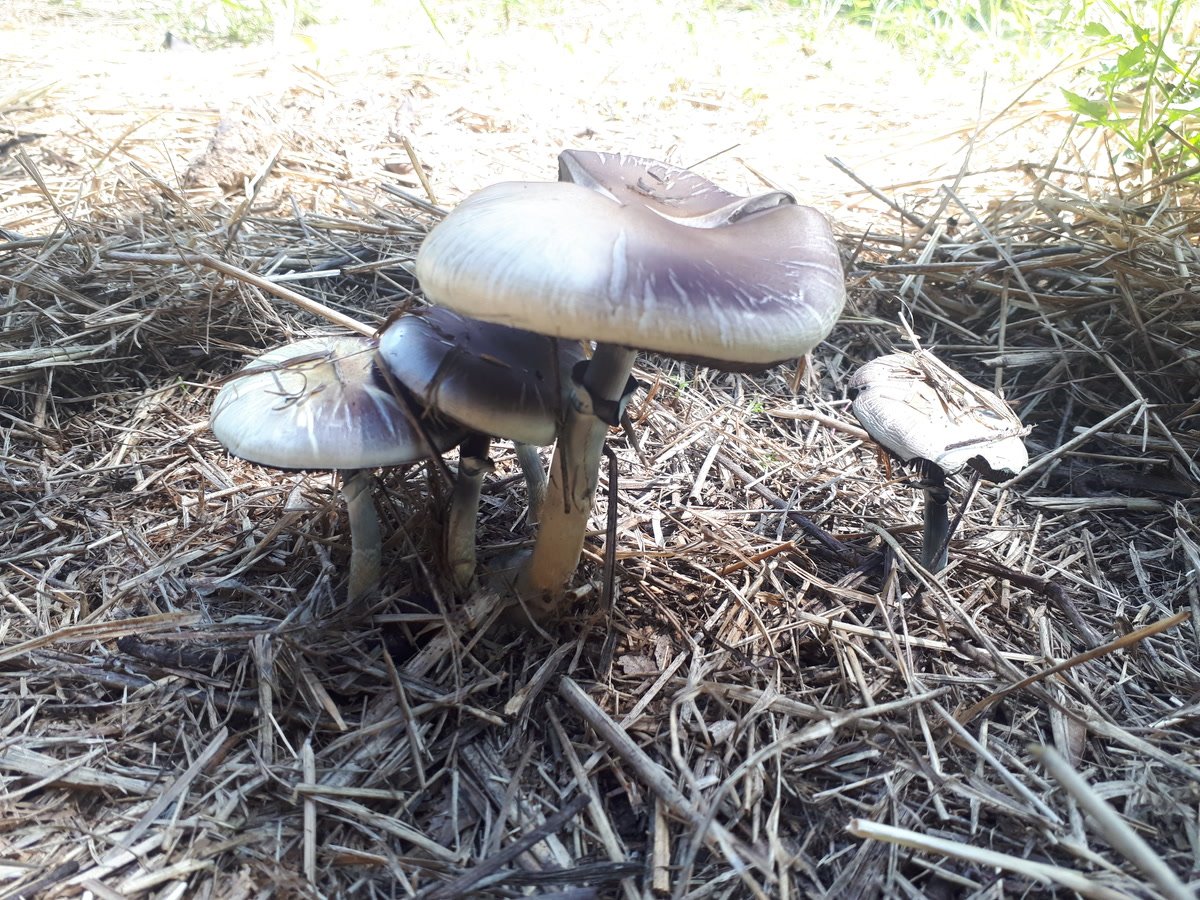 Golden-brown Psilocybe cubensis mushrooms growing from dung in grassland.