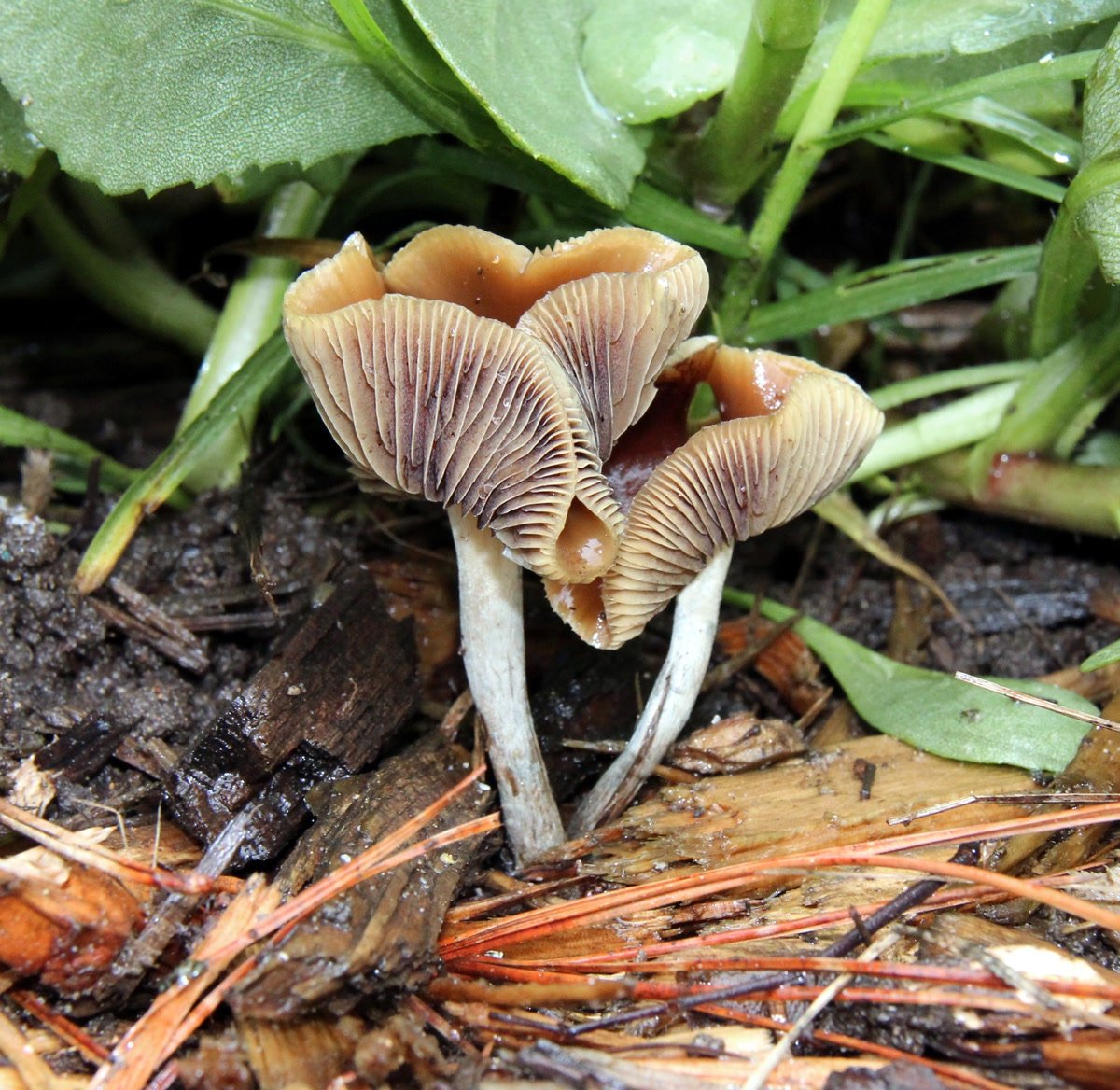 A cluster of caramel-coloured Psilocybe cyanescens with wavy cap margins, bruising blue.