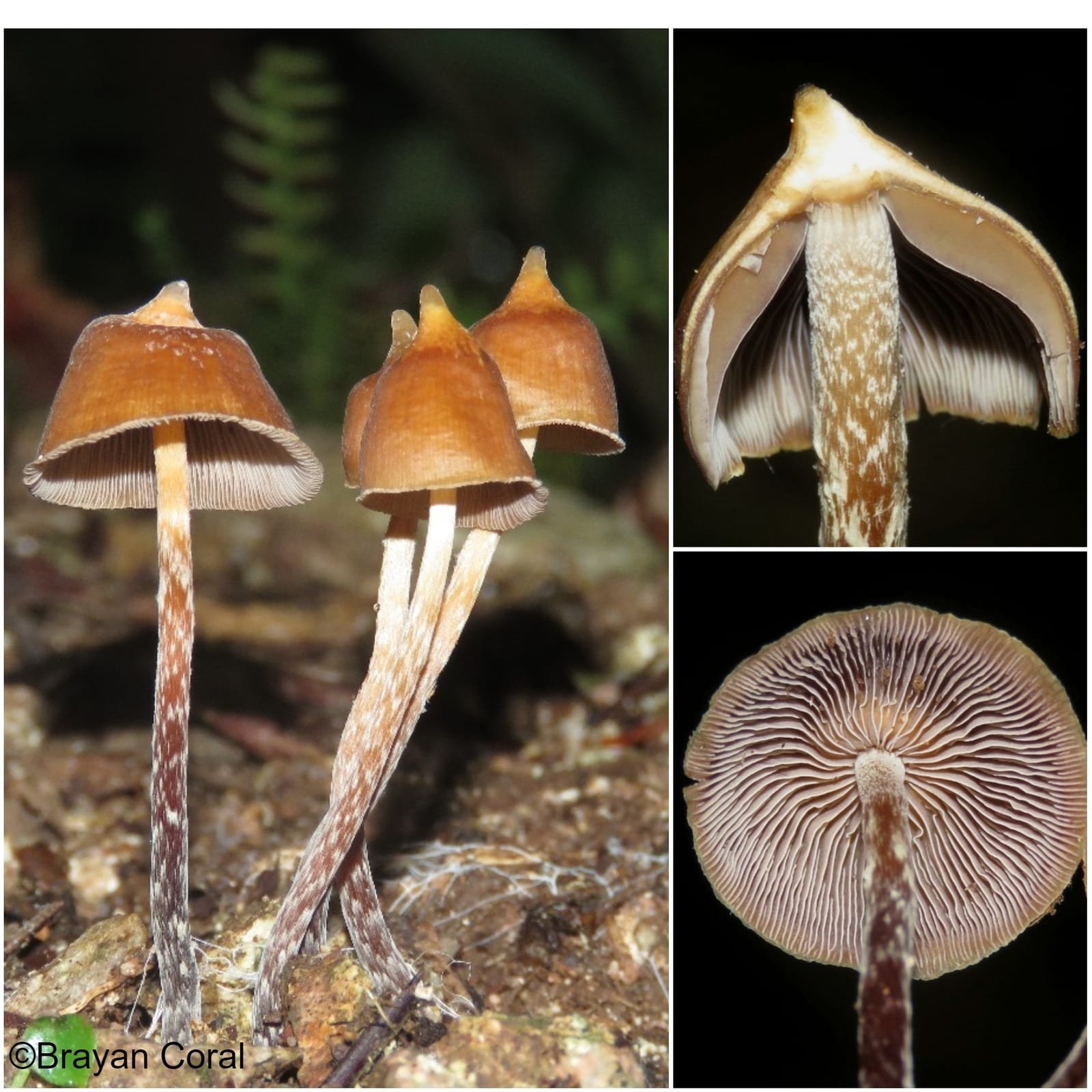 A small brown Psilocybe hoogshagenii mushroom with a small nipple-like projection at the cap apex.