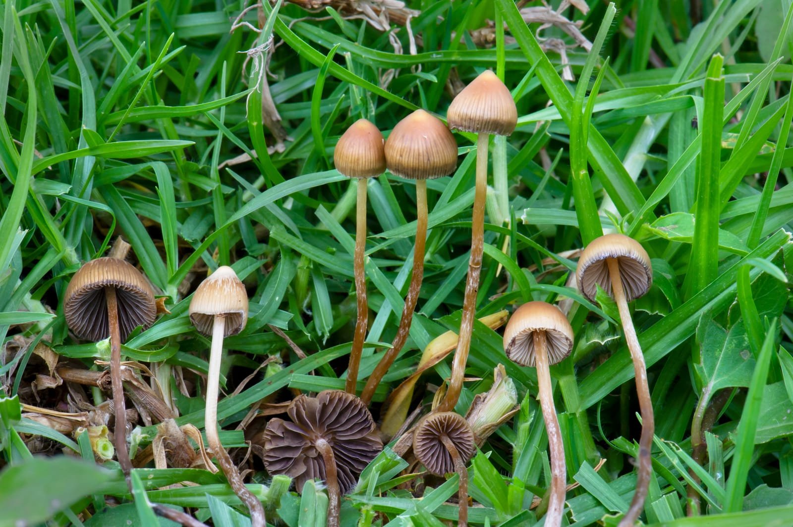 Slender tawny Psilocybe mexicana mushrooms with conic caps, growing in grass.