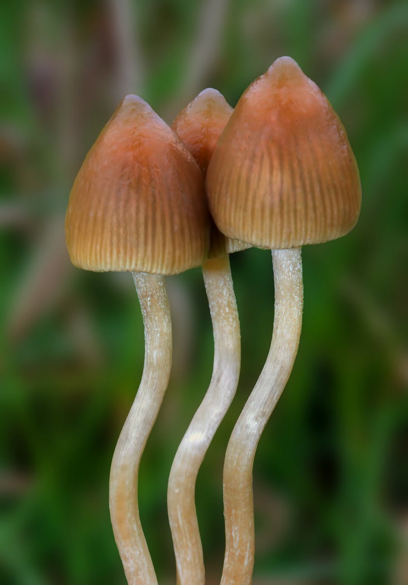 A slender Psilocybe semilanceata with a sharply conical, nippled cap on a tall thin stem.