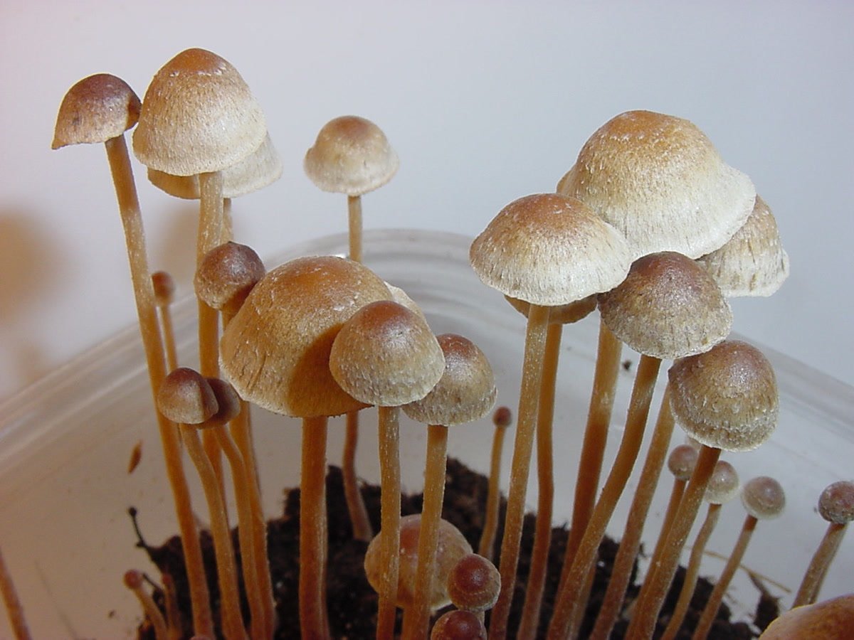 Two small tan Psilocybe tampanensis mushrooms with convex caps.