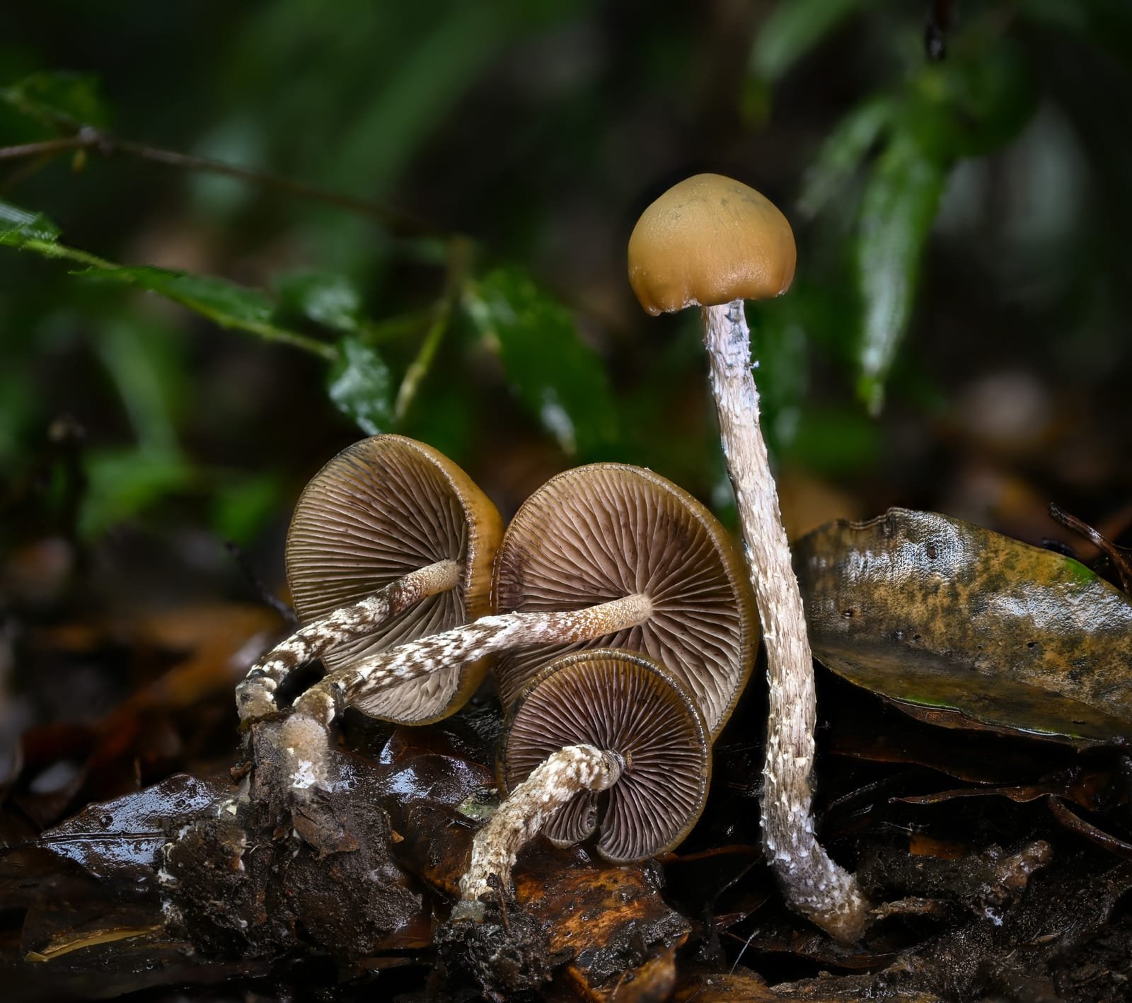 A cluster of robust brown Psilocybe zapotecorum mushrooms staining blue-black where handled.